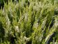 Preview: Calluna vulgaris gelblaubig