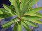 Preview: .Euphorbia griffithii Fireglow