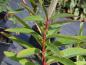 Preview: .Euphorbia griffithii Fireglow