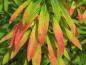 Preview: Gulltörel, Euphorbia polychroma, Euphorbia epithymoides