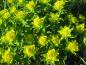 Preview: Gulltörel, Euphorbia polychroma, Euphorbia epithymoides