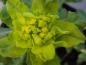Preview: Gulltörel, Euphorbia polychroma, Euphobia epithymoides