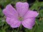 Preview: Geranium endressii mit schön gezeichneter Blüte