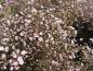 Preview: Gypsophila repens Rosea