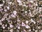 Preview: Gypsophila repens Rosea