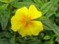 Preview: .Helianthemum Golden Queen