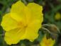 Preview: .Helianthemum Golden Queen