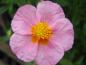 Preview: Helianthemum Lawrensons Pink in Blüte