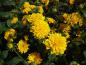 Preview: Sonnenblume, Stauden-Sonnenblume