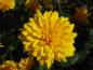Preview: Sonnenblume, Stauden-Sonnenblume