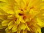 Preview: Helianthus decapetalus Soleil d`Or, Blütendetail