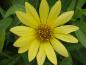 Preview: .Helianthus microcephalus Lemon Queen