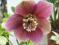 Preview: .Helleborus orientalis rot blühend