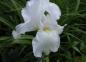 Preview: .Iris barbata elatior Cliffs of Dover, weiß