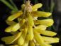 Preview: .Kniphofia praecox