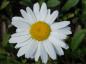 Preview: .Leucanthemum Gruppenstolz