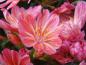 Preview: Bitterwurz (Lewisia cotyledon) in voller Blüte