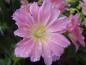 Preview: Lewisia cotyledon mit Blüten in rosa Farbtönen