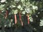 Preview: Häckkaragan, Sibirisk ärtbuske, Caragana arborescens
