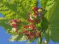 Preview: Vinlönn, Acer circinatum