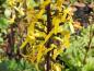 Preview: .Ligularia przewalskii