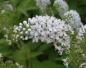 Preview: Nahaufnahme der Blüte von Lysimachia clethroides