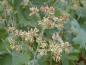 Preview: Blüte von Macleaya cordata