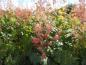 Preview: Rosa Blüten des Macleaya cordata var. cordata