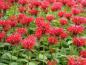 Preview: Indianernessel Gardenview Scarlet