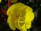 Preview: Detail der Blüte von Oenothera tetragona Sonnenwende