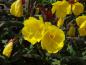 Preview: Blütenpracht bei Oenothera tetragona Sonnenwende