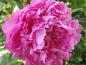 Preview: Pion Dr. Alexander Fleming, Paeonia lactiflora Dr. Alexander Fleming