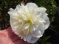 Preview: Paeonia lactiflora Duchess de Nemours, Pion Duchess de Nemours, Luktpion Duchess de Nemours