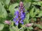 Preview: .Salvia nemorosa Blauhügel