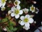 Preview: Blüte vom Moos-Steinbrech