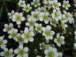 Preview: Blüte vom Saxifraga arendsii alba, Moos Steinbrech