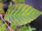 Preview: Glesblommig avenbok, Carpinus laxiflora