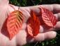 Preview: Prächtiges Herbstlaub bei Carpinus laxiflora