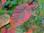 Preview: Rote Herbstfärbung bei Carpinus laxiflora
