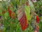 Preview: Buntes Herbstlaub bei Carpinus laxiflora