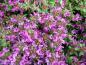 Preview: Thymus serpyllum Coccineus in Blüte