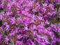 Preview: Blütenflor bei Thymus serpyllum Coccineus