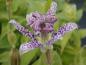 Preview: Tricyrtis hirta