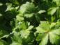 Preview: Trollius chinensis Golden Queen