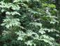 Preview: Zweige mit gefiederten Blättern der Carya cordiformis