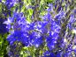 Preview: Enzianblaue Blüten des Garten-Ehrenpreis Royal Blue