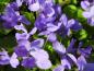 Preview: Viola odorata Königin Charlotte