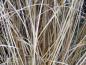 Preview: Carex buchananii im Herbst