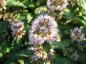Preview: Die rosa Blüten der Bartblume Stephi sind bei Insekten beliebt.