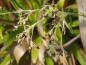 Preview: Fruchtstand von Luzula Sylvatica, Wald-Simse
